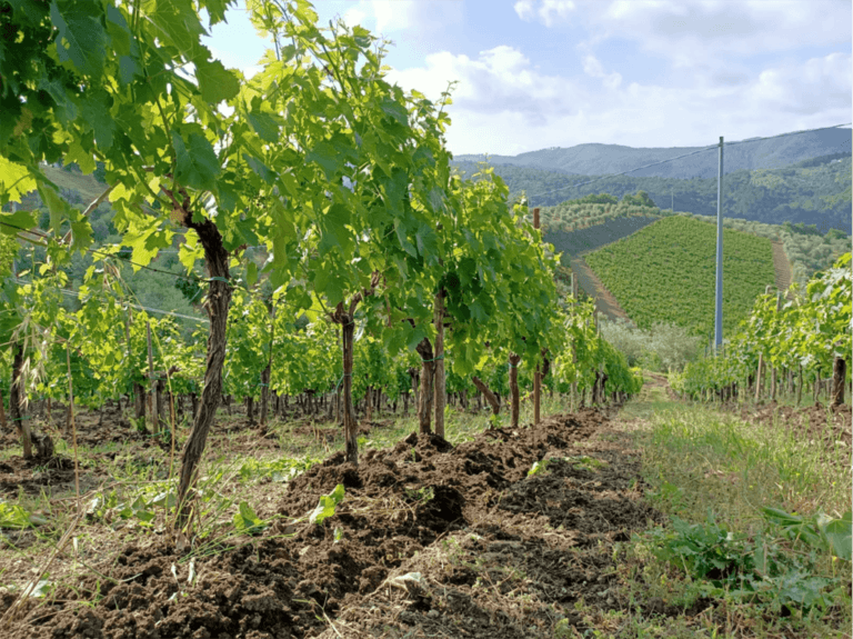 …L’azienda è collocata nel versante sud di una bellissima collina chiantigiana, dove vigneti e oliveti si alternano armonicamente a boschi di quercia, ad un altitudine che varia da 450 a 500 m sul livello del mare…